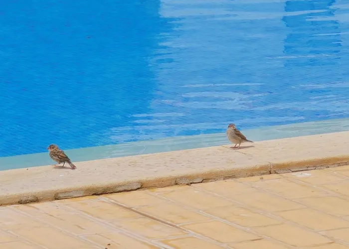 Praia Eulália with pool&5 minutes from the beach Albufeira